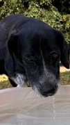 DULCE Imagen 4